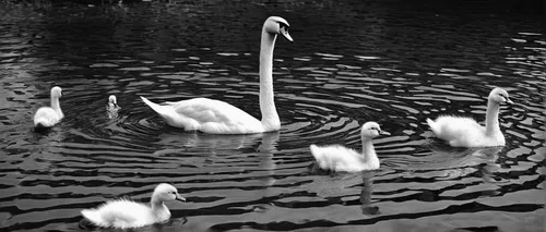 swans,young swans,cygnets,baby swans,swan family,swan lake,canadian swans,trumpet of the swan,ducks  geese and swans,trumpeter swans,cygnet,young swan,family outing,lily family,swan cub,swan,water birds,synchronized swimming,swan baby,white swan,Photography,Black and white photography,Black and White Photography 02