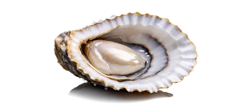 Freshly opened oyster, half-shell, pearl inside, shiny gray shell, delicate flesh, dew drops on shell, soft focus, macro photography, creamy texture, 3/4 composition, warm lighting, shallow depth of f