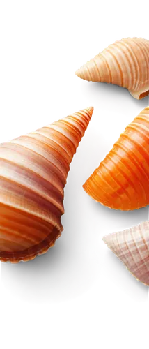 gradient mesh,wavefronts,amphiprion,derivable,spiny sea shell,fish scales,sea shell,cyprinids,shells,sashimi,surimi,palm leaf,garridos,airfoils,blue sea shell pattern,sliced tangerine fruits,seashells,paleoproterozoic,micromollusks,cinema 4d,Illustration,Vector,Vector 05