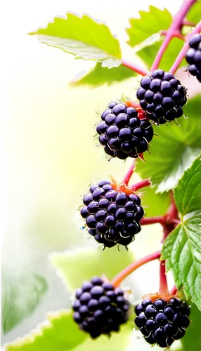 blackberries, ripe, juicy, glossy, dark purple, green leaves, delicate stems, water droplets, natural light, soft focus, shallow depth of field, warm color tone, still life composition, 3/4 view angle