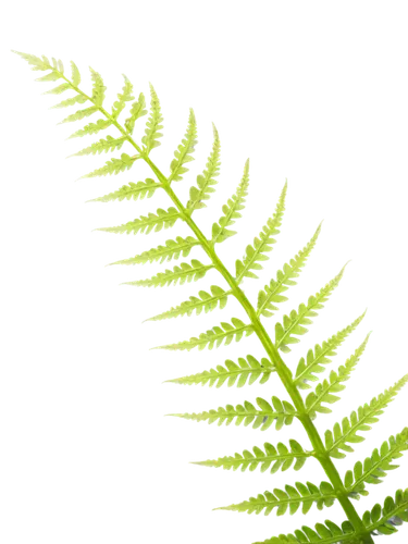 Delicate fern, lush green fronds, intricate patterns, stems curving downwards, morning dew, soft natural light, 3/4 composition, shallow depth of field, warm color tone, cinematic lighting, macro shot