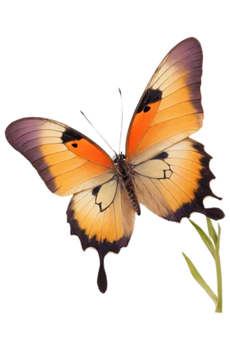 butterfly vector,butterfly clip art,orange butterfly,butterfly background,euphydryas,hesperia (butterfly),viceroy (butterfly),vanessa (butterfly),lycaena phlaeas,cupido (butterfly),butterfly isolated,coenonympha tullia,lepidopterist,brush-footed butterfly,coenonympha,lycaena,isolated butterfly,gatekeeper (butterfly),butterfly,melitaea,Art,Classical Oil Painting,Classical Oil Painting 40