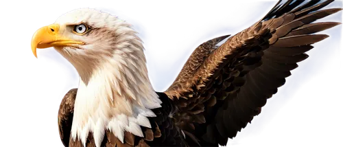 eagle illustration,american bald eagle,bald eagle,eagle,eagle vector,eagle drawing,sea eagle,fish eagle,sea head eagle,african eagle,eagleman,eagle eastern,aigles,imperial eagle,white eagle,finagle,african fish eagle,gray eagle,steppe eagle,of prey eagle,Illustration,Vector,Vector 21