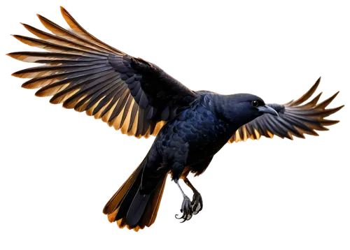 microraptor,3d crow,black macaws sari,black raven,american crow,black vulture,eagle vector,huia,bird png,hyacinth macaw,carrion crow,rapace,raven bird,uniphoenix,archaeopteryx,andean condor,black crow,african eagle,night bird,raven rook,Conceptual Art,Daily,Daily 33