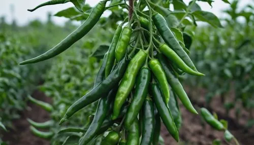 fragrant peas,serrano peppers,chilli pods,legumes,pepper plant,green soybeans,carinata,cowpeas,piiroja,soybean,legume,jalapeno,cowpea,mirchi,green beans,piiroinen,soybeans,chile pepper,chiles,propagules