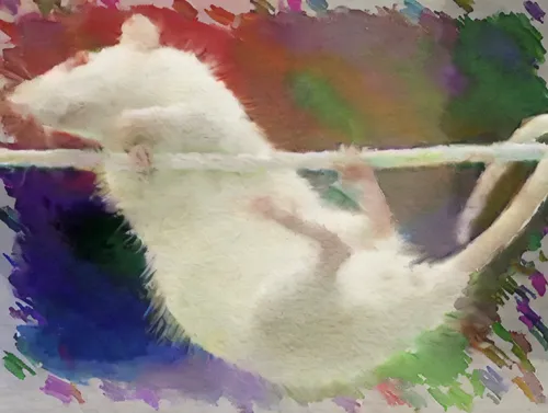 color rat,hamster wheel,static trapeze,musical rodent,climbing slippery pole,rat,ferret,trapeze,long tailed weasel,pole climbing (gymnastic),hamster frames,hammock,angora,rat na,gerbil,weasel,hammocks