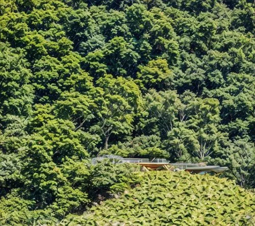 summer, sunny day,viñales valley,bhutan,douro valley,wine growing,grape plantation,tea plantations,moc chau tea doi,high rhône valley,vineyards,house in mountains,moc chau tea hills,fruit fields,coffe