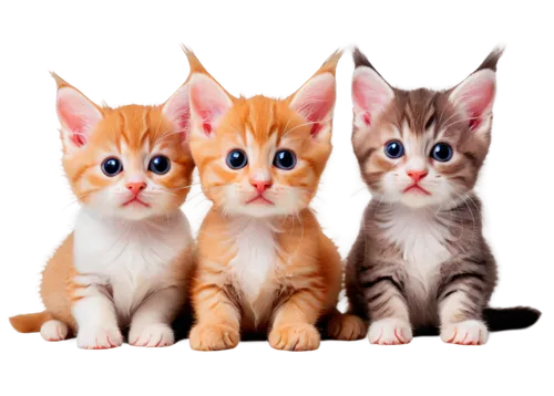 kittens,american wirehair,oriental shorthair,japanese bobtail,pet vitamins & supplements,baby cats,cute animals,cat image,cute cat,two cats,small to medium-sized cats,cat family,felines,cat lovers,breed cat,cats,american shorthair,vintage cats,cat vector,turkish van,Illustration,Retro,Retro 06