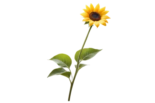 small sun flower,stored sunflower,sunflower,sun flower,yellow flower,sunflower lace background,helianthus,yellow calendula flower,flowers png,sunflower paper,erdsonne flower,flower wallpaper,helianthus sunbelievable,rudbeckia,flower background,sun flowers,yellow gerbera,hanging yellow flower,minimalist flowers,yellow petal,Photography,Fashion Photography,Fashion Photography 16