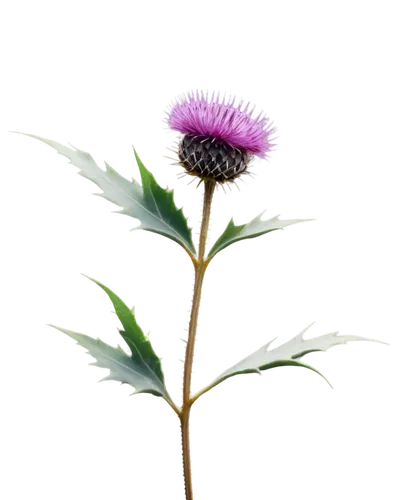 knapweed,ball thistle,thistle,african daisy,purple thistle,burdock,flower illustrative,decorative flower,flowers png,millefolium,teasel,cirsium,southern grove thistle,red clover flower,coneflower,dandelion flower,prickly flower,crab thistle,asteraceae,common dandelion,Photography,Fashion Photography,Fashion Photography 05