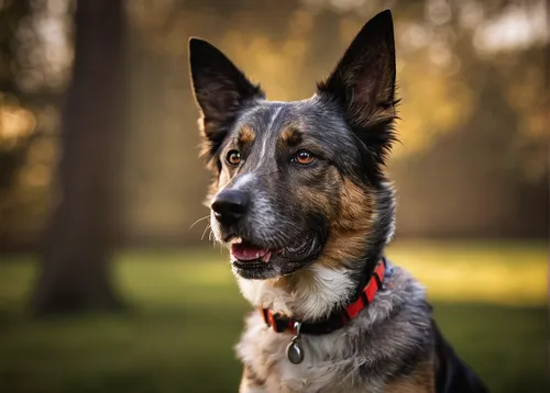 shiloh shepherd dog,german shepherd,german shepherd dog,gsd,old german shepherd dog,belgian shepherd dog,schutzhund,bohemian shepherd,belgian shepherd,dog photography,beauceron,king shepherd,dog-photography,american staghound,belgian shepherd malinois,a police dog,black german shepherd,black shepherd,carpathian shepherd dog,dutch shepherd dog,Illustration,Vector,Vector 12