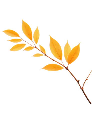 leaf background,spring leaf background,leaf branch,brown leaf,maple leave,amelanchier lamarckii,maple foliage,golden leaf,beech leaf,birch tree background,thunberg's fan maple,tree leaves,leaf border,chestnut leaf,growth icon,walnut leaf,gold foil laurel,branch,leaf maple,foliage coloring,Photography,General,Fantasy