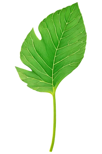 leaf background,tropical leaf,spring leaf background,ginkgo leaf,lotus leaf,fan leaf,green leaf,tree leaf,mape leaf,beech leaf,coconut leaf,leaf green,mammoth leaf,bigleaf,fig leaf,fern leaf,palm leaf,banana leaf,photosynthetic,patrol,Photography,Fashion Photography,Fashion Photography 13