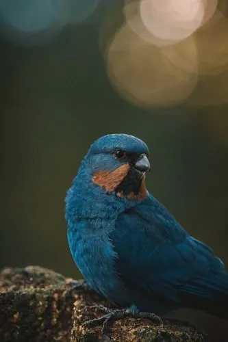 bluebird perched,male bluebird,bluebird female,western bluebird,blue bird,bluebird,blue wren,alcedo,barn swallow,eastern bluebird,pretty bluebirds,bluebirds,hirundo,swallow,perched on a log,fairywren,night bird,twitter bird,tanager,bird photography,Photography,General,Cinematic