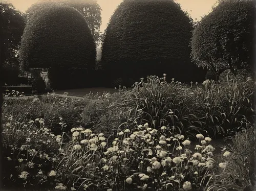 Craft a haunting story set in a garden where the dew holds ancient secrets.,stieglitz,agfa isolette,cottage garden,garden silhouettes,the garden,gardens,secret garden of venus,undergrowth,rosebushes,l