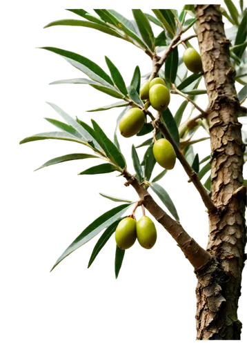 jojoba oil,loquat,scaphosepalum,argan tree,russian olive,olive tree,olive grove,sabal palmetto,oleaceae,areca nut,argan trees,kaki fruit,date palm,saw palmetto,olive branch,sapodilla family,sapodilla,podocarpus,cocos nucifera,palm oil,Illustration,Vector,Vector 04