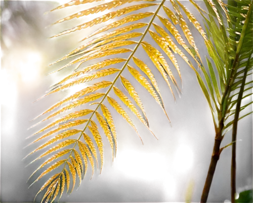 fishtail palm,palm branches,cycas,palm fronds,palm leaf,palm leaves,fern leaf,cycad,tropical leaf,fern plant,palm tree vector,wine palm,fan palm,grass fronds,palm pasture,leaf fern,ferns,palm,wakefern,palmtree,Photography,Artistic Photography,Artistic Photography 04