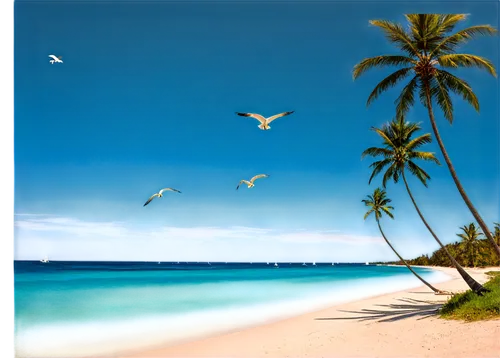 windows wallpaper,lakshadweep,tropical beach,tropical birds,bird island,beautiful beaches,caribbean beach,coconut trees,dream beach,cuba background,cook islands,tropical sea,antilles,beautiful beach,beach landscape,tropical island,caribbean,paradises,nature background,caribbean sea,Conceptual Art,Sci-Fi,Sci-Fi 20