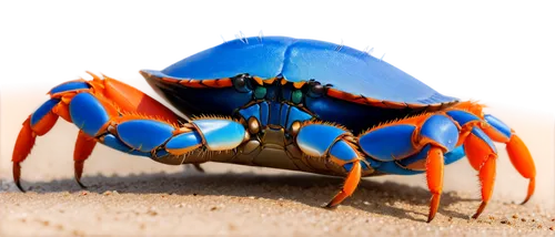 the beach crab,crab 2,garrison,crab 1,crab,square crab,crustacean,black crab,fiddler crab,ten-footed crab,crabb,red cliff crab,krab,headcrab,crabs,fire beetle,hermit crab,crayfish,crabby,carcinus maenas,Illustration,American Style,American Style 01