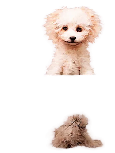 dog angel,huichon,small dog,3d teddy,pomeranians,bichon,pomeranian,dog frame,unmop,sniffers,dogana,dog,maltese,toto,puppa,barkdoll,transparent background,toy dog,doghmush,dogrib,Art,Artistic Painting,Artistic Painting 49