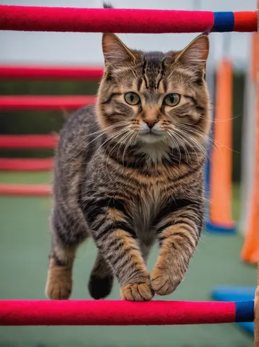 boxing ring,toyger,circus animal,cat warrior,american bobtail,savate,boxing,professional boxer,kickboxing,breed cat,tabby cat,wrestler,animal training,professional boxing,combat sport,pounce,catwalk,catch wrestling,striking combat sports,shoot boxing,Conceptual Art,Daily,Daily 04