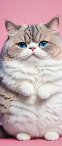 napoleon cat,scottish fold,fat,cat,fatayer,cat image,cat vector,pink cat,cute cat,american curl,cartoon cat,breed cat,löwchen,cat kawaii,animal feline,mow,american bobtail,funny cat,porcelaine,catlike,Illustration,Realistic Fantasy,Realistic Fantasy 16