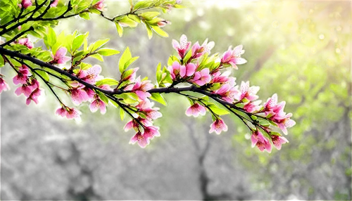 spring background,springtime background,spring leaf background,spring blossom,japanese sakura background,flower background,cherry blossom branch,japanese floral background,spring blossoms,blooming tree,sakura background,nature background,spring nature,sakura branch,almond tree,spring bloom,spring greeting,cherry branches,blossoms,sakura tree,Art,Classical Oil Painting,Classical Oil Painting 23