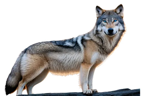 european wolf,graywolf,gray wolf,wolfdog,aleu,wolfsangel,canidae,canis lupus,howling wolf,vulpine,wolffian,loup,wolf,wolfgramm,canid,coyote,pyote,atunyote,lobito,wolfen,Conceptual Art,Fantasy,Fantasy 08