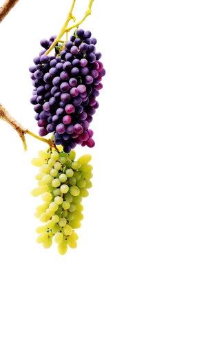 Purple grapes, fresh, juicy, round shape, green stem, scattered arrangement, wooden table, softbox lighting, macro shot, high contrast, vibrant color tone, shallow depth of field, 3/4 composition, war