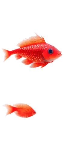 red fish,ornamental fish,discus fish,tobaccofish,siamese fighting fish,diamond tetra,red seabream,two fish,fighting fish,red snapper,betta splendens,salmon red,goldfish,cabezon (fish),cardinal fish of banggaï,fish,aquarium fish feed,garibaldi (fish),small fish,napoleon fish,Illustration,Japanese style,Japanese Style 09