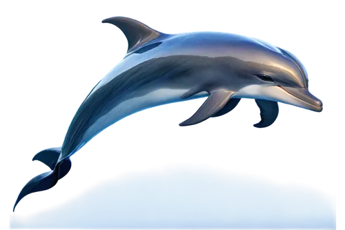 bottlenose dolphin,white-beaked dolphin,dolphin background,spinner dolphin,rough-toothed dolphin,common bottlenose dolphin,bottlenose dolphins,oceanic dolphins,porpoise,dolphin,striped dolphin,wholphin,cetacean,dusky dolphin,spotted dolphin,a flying dolphin in air,dolphins,northern whale dolphin,two dolphins,tursiops truncatus,Conceptual Art,Fantasy,Fantasy 28