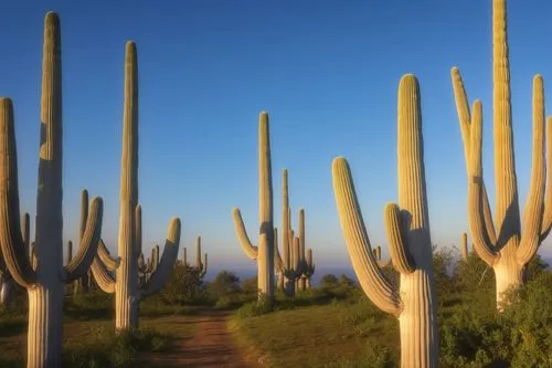 organ pipe cactus,saguaros,dutchman's-pipe cactus,sonoran desert,desert plant,desert plants,Photography,General,Realistic