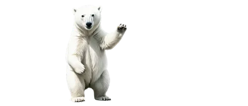 ermine,whitebear,white bear,ice bear,white dog,sadaharu,white fox,icebear,snow hare,polar bear,white cat,humanoid,cinema 4d,polar,lion white,boonmee,cyberman,mammal,white lion,kodama,Photography,Fashion Photography,Fashion Photography 08