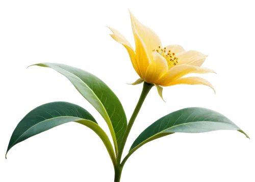 magnolia star,golden lotus flowers,lotus png,ylang-ylang,flowers png,lilium candidum,lily flower,natal lily,yellow canada lily,flower background,magnolia × soulangeana,chinese magnolia,the son of lilium persicum,guernsey lily,lotus ffflower,cape jasmine,sego lily,day lily plants,lilium formosanum,day lily flower,Conceptual Art,Daily,Daily 14