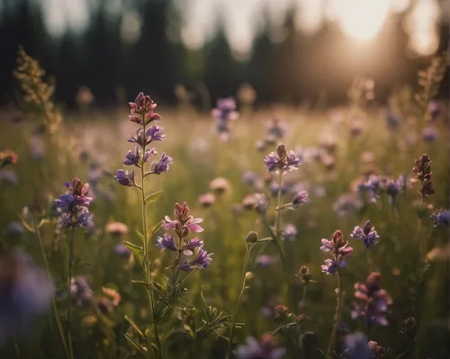 Describe a peaceful meadow where Halmballe flowers bloom.,meadow flowers,meadow plant,flowering meadow,wildflowers,meadow,small meadow,lupines,summer meadow,wild meadow,alpine meadow,wild flowers,bear