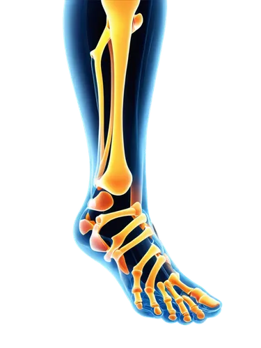 sesamoid,metatarsal,osteoarthritis,metatarsals,tibialis,osteomalacia,foot reflex zones,orthopedics,osteoporotic,hindlimb,metatarsus,osteocalcin,dorsiflexion,orthotic,soleus,ligamentous,neuroma,osteopenia,musculoskeletal,navicular,Illustration,Realistic Fantasy,Realistic Fantasy 39