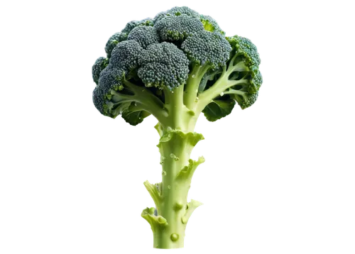 broccoli, green vegetable, florets, thick stem, leaves curled around, dew drops, morning light, 3/4 composition, shallow depth of field, vibrant color tone, cinematic lighting, close-up shot, detailed