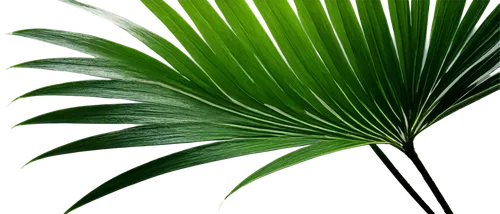 palm leaf,palm leaves,tropical leaf,palm fronds,coconut leaf,palm tree vector,green wallpaper,tropical leaf pattern,palm branches,fan palm,cycas,palmtree,tropical greens,palm,fern leaf,grass fronds,jungle leaf,fishtail palm,wine palm,palm tree,Photography,Documentary Photography,Documentary Photography 28