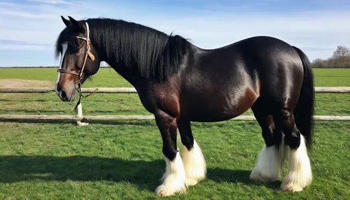 shire horse,irish cob,clydesdale,belgian horse,gypsy horse,draft horse,horse breeding,gelding,british semi-longhair,warm-blooded mare,dream horse,quarterhorse,kutsch horse,thoroughbred arabian,big horse,australian pony,ruby trotted,arabian horse,standardbred,andalusians,Art,Classical Oil Painting,Classical Oil Painting 10