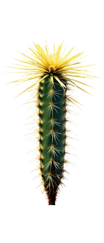 Prickly cactus, green skin, sharp spines, multiple arms, puffy flowers, desert plant, solo, morning sunlight, warm color tone, shallow depth of field, 3/4 composition, cinematic lighting, soft focus, 