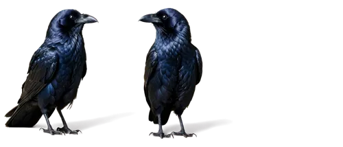 Raven, front view, black feathers, glossy plumage, sharp beak, piercing eyes, strong legs, claws grasping, mysterious atmosphere, low-key lighting, 3/4 composition, shallow depth of field, dark color 