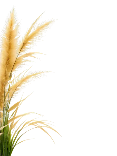 reed grass,elymus,wheat grasses,ornamental grass,sweet grass plant,feather bristle grass,needlegrass,foxtail,grasses in the wind,wheat crops,silver grass,bromus,saltgrass,miscanthus,wheat germ grass,wheat grain,spikelets,strand of wheat,long grass,foxtail barley,Art,Classical Oil Painting,Classical Oil Painting 25