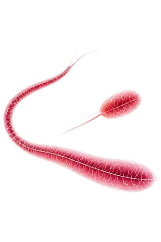 elegans,candy cane sorrel,fishing lure,rope (rhythmic gymnastics),freshwater prawns,ribbon (rhythmic gymnastics),pipe cleaner,cherry twig,greater crimson glider,martisor,tendril,cherry shrimp,cordage,curved ribbon,red string,feather bristle grass,krill,surface lure,pink quill,quark raspberries,Illustration,Paper based,Paper Based 21