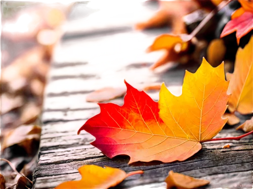 Autumn leaves, orange-yellow, red, brown, curly, delicate, intricate veins, soft natural light, 3/4 composition, shallow depth of field, warm color tone, cinematic lighting, macro shot, close-up, sing