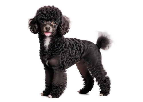 poodle,cocker spaniel,melanism,labradoodle,derivable,poodles,spaniel,pet black,schnoodle,pumi,afghan hound,barghuti,shih poo,furcolo,parvovirus,parvo,puli,gelert,huichon,toy dog,Illustration,Realistic Fantasy,Realistic Fantasy 07