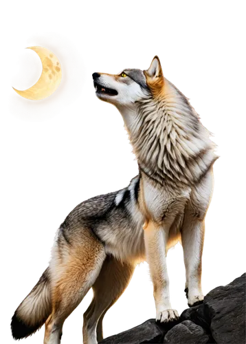 howling wolf,constellation wolf,aleu,amaterasu,full moon,howl,loup,full moon day,moondogs,vulpine,wolfen,desert fox,inu,wolffian,canis lupus,kitsune,sun moon,graywolf,volf,huskey,Photography,Black and white photography,Black and White Photography 01