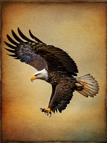 Bald Eagle In Flight with textures by jgpittenger,steppe eagle,steppe buzzard,flying hawk,eagle illustration,red tailed kite,harris's hawk,bearded vulture,sea eagle,changeable hawk-eagle,black kite,fi