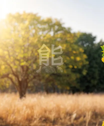 japanese floral background,yellow tabebuia,tabebuia,yellow sweet clover,ginkgo biloba,spring background,landscape background,background view nature,background bokeh,japanese sakura background,ginkgo,flower background,nara prefecture,spring greeting,farm background,spring leaf background,yellow flower,wild yellow plum,ginko,blooming grass,Material,Material,Elm