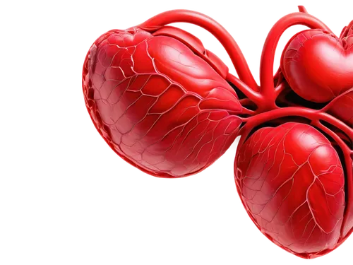 heart health,heart balloons,heart clipart,heart balloon with string,heart care,coronary vascular,circulatory,cardiology,heart and flourishes,medical illustration,heart flourish,circulatory system,human heart,heart disease,kidney,coronary artery,cardiac,heart cherries,cardiac massage,heart-shaped,Photography,Documentary Photography,Documentary Photography 30