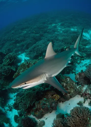 Caribbean Reef Shark (Carcharhinus perezi) Research<br /> MAR Alliance is performing population assessments on Sharks, Rays, and Great Barracuda to aid with management and protection. They are collect